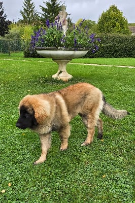 Étalon Leonberger - Vaillant Des Terres De Beauregard