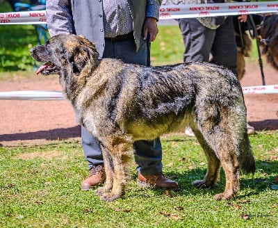 Étalon Leonberger - Utopie Des Terres De Beauregard