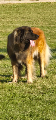 Étalon Leonberger - Odélia Des Terres De Beauregard