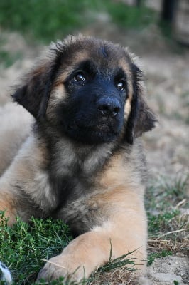 Étalon Leonberger - Vedette d'ares et aphrodite Des Dieux De Sarusi