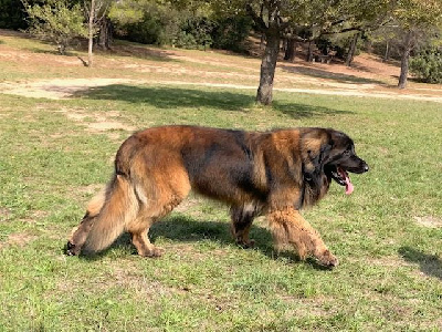 Étalon Leonberger - Sherman-darwin De Kerfenec