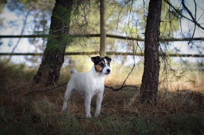 Étalon Parson Russell Terrier - Unrivaled queen of the night Nunca Sem Quereis