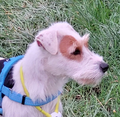 Étalon Parson Russell Terrier - Scotty De L'airial De Laguloup