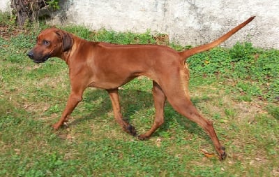 Étalon Rhodesian Ridgeback - Ubangui river Des Lionceaux