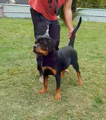 Étalon Rottweiler - Vw' taïna De La Vallée Du Tarn