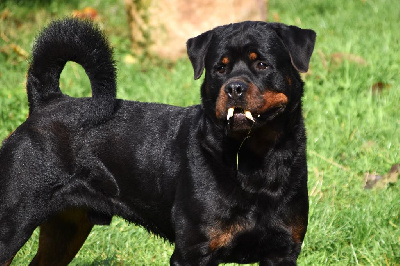 Étalon Rottweiler - Lechis Sir harlem