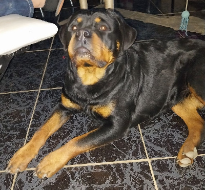 Étalon Rottweiler - Sakura Die Prinzen Schwarz Der Kuppel