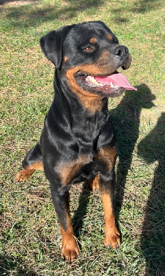 Étalon Rottweiler - Teyss Des Jeunes Gardiens