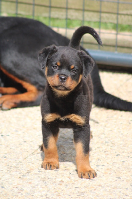 Étalon Rottweiler - Athena Des Rotts D'enowill