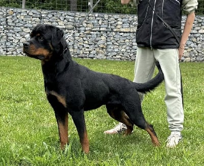 Étalon Rottweiler - Uracane Des Gardiens D'Arae Flaviae