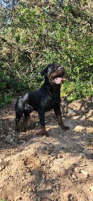 Étalon Rottweiler - Stark dark Vom Koñigreich Des Feuervogels