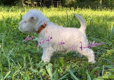 Étalon Schnauzer miniature - Valyria ava Du Pont De L'Andlau