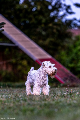 Étalon Schnauzer miniature - Ernest dit thanos glamour class