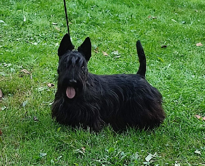 Étalon Scottish Terrier - Ugoline black girl de Glenderry