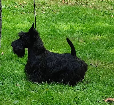 Étalon Scottish Terrier - CH. marland Con moto