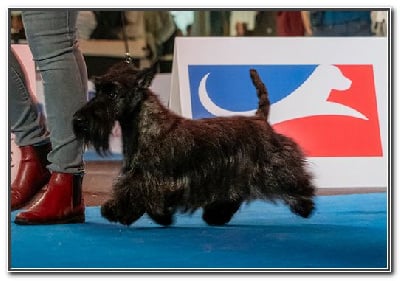 Étalon Scottish Terrier - Tempête tropicale du Clan des Petits Colonels