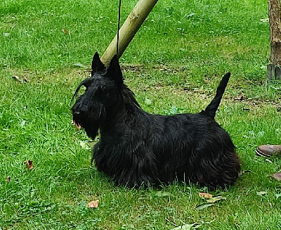 Étalon Scottish Terrier - CH. Ursuline de la houille de Glenderry