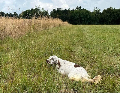 Étalon Setter Anglais - Sparte du Parc des Chaumes