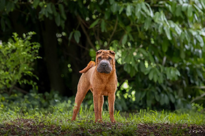 Étalon Shar Pei - Une véritable pin-up du Royaume des Samouraïs