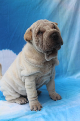 Étalon Shar Pei - Sushi of caniland's dream