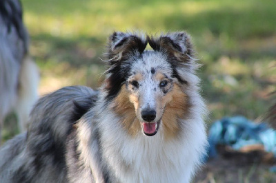 Étalon Shetland Sheepdog - Uhaïna des Bordes Rouges