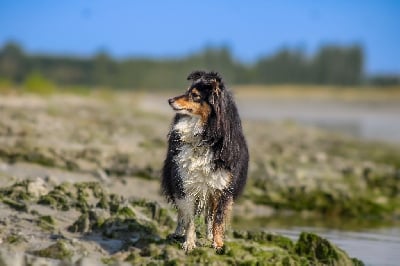 Étalon Shetland Sheepdog - Somebody to love Of Vanook's Garden