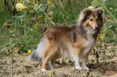 Étalon Shetland Sheepdog - Uguette De La Terre De Neaure