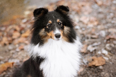 Étalon Shetland Sheepdog - Tip toe waltz Du Jardin Des Fleurs De Lune