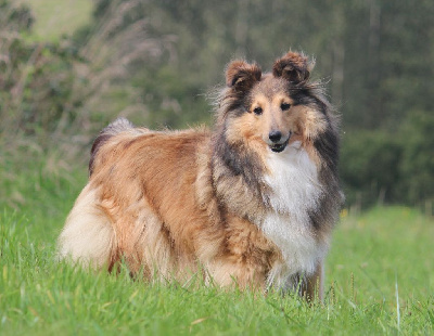 Étalon Shetland Sheepdog - Nirvana Des petites fées des sables