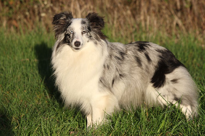 Étalon Shetland Sheepdog - Uagyl blue du Clan Castelau