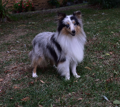 Étalon Shetland Sheepdog - Une chipie bleue De la combe berail