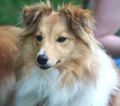 Étalon Shetland Sheepdog - True flower-of-scotland Of Biotiful Gems