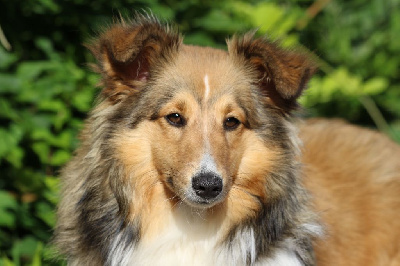 Étalon Shetland Sheepdog - Vif d'or De L'Or Des Fées