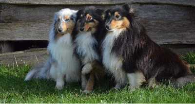 Étalon Shetland Sheepdog - Une fairy blue du Cèdre Enchanté