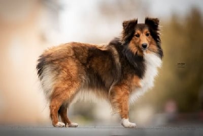 Étalon Shetland Sheepdog - Thalie Des Anges De Renouval