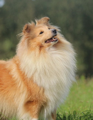 Étalon Shetland Sheepdog - Toundra Des petites fées des sables