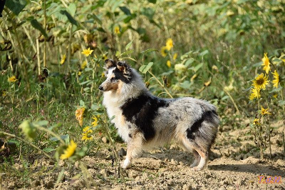 Étalon Shetland Sheepdog - Upload De La Terre De Neaure