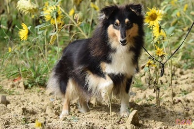 Étalon Shetland Sheepdog - Twiligth De La Terre De Neaure