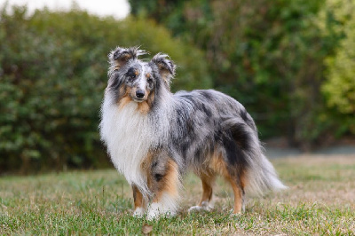 Étalon Shetland Sheepdog - Ubbie po Des Tresors Du Gouet