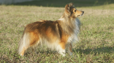 Étalon Shetland Sheepdog - Run Du Domaine De L'harmonie