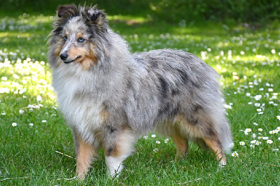 Étalon Shetland Sheepdog - Torrance d'amour bleue de la source du Montet