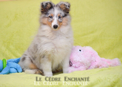 Étalon Shetland Sheepdog - Sibelle bleue du Cèdre Enchanté