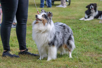 Étalon Shetland Sheepdog - CH. Idylle (Sans Affixe)