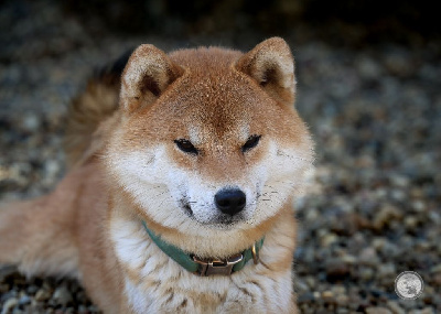 Étalon Shiba - Tanako De Matatizo Hakuna