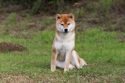 Étalon Shiba - Toscane De Matatizo Hakuna