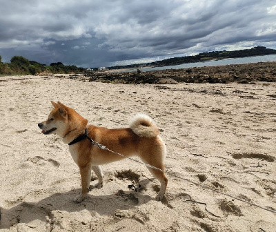 Étalon Shiba - T kira de la seigneurie du domaine d?eole (Sans Affixe)