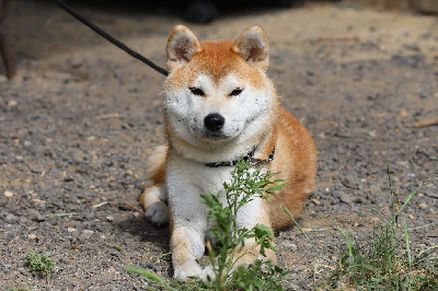 Étalon Shiba - Ume yuna De Matatizo Hakuna