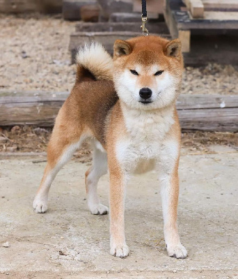 Étalon Shiba - Ryujin go owari takaosou