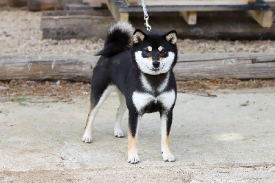 Étalon Shiba - Uzume azore De Matatizo Hakuna