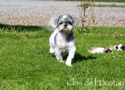 Étalon Shih Tzu - Sweety Du Clos De L'Ecotay